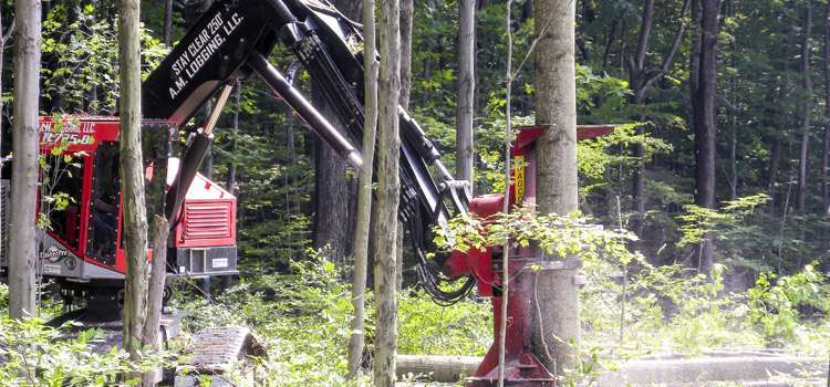 Timber Harvesting in PA w logging equipment