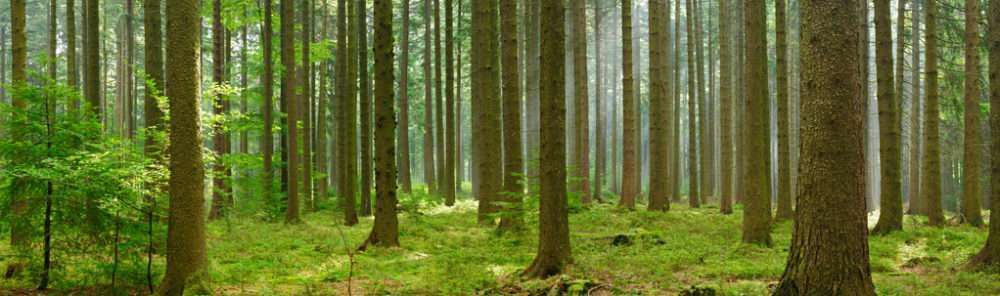 Silviculture Central PA | Professional Timber Harvesting