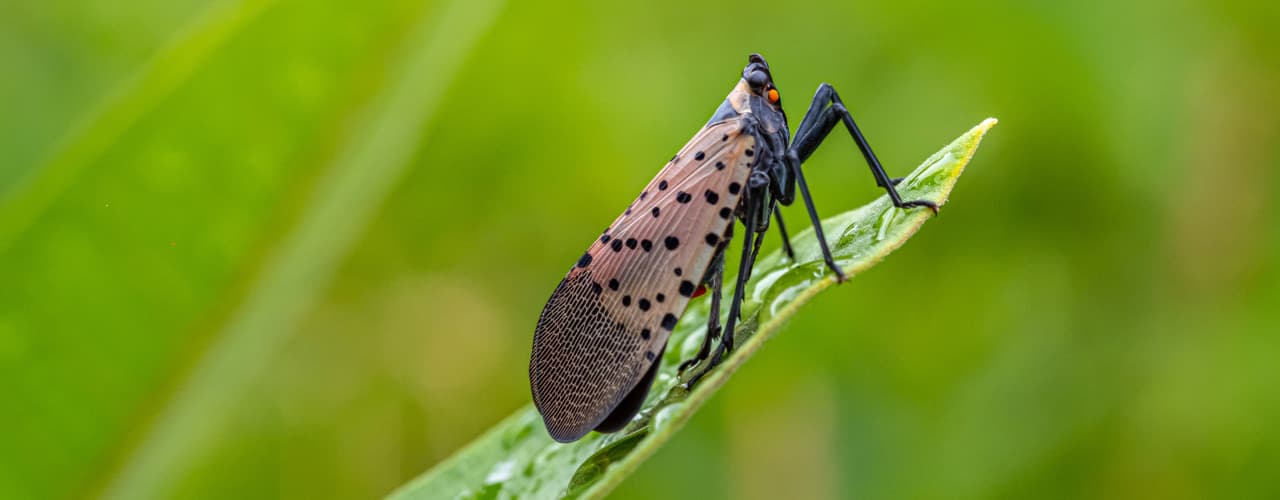 spotted lanternfly on leaf