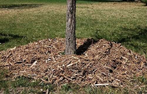 mulch around base of tree