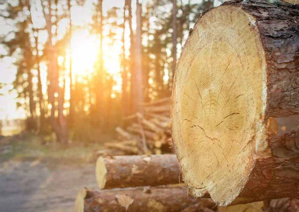 showing logging with cut trees