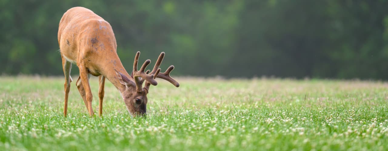 deer grazing in food plot