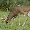 deer in food plot created by land clearing