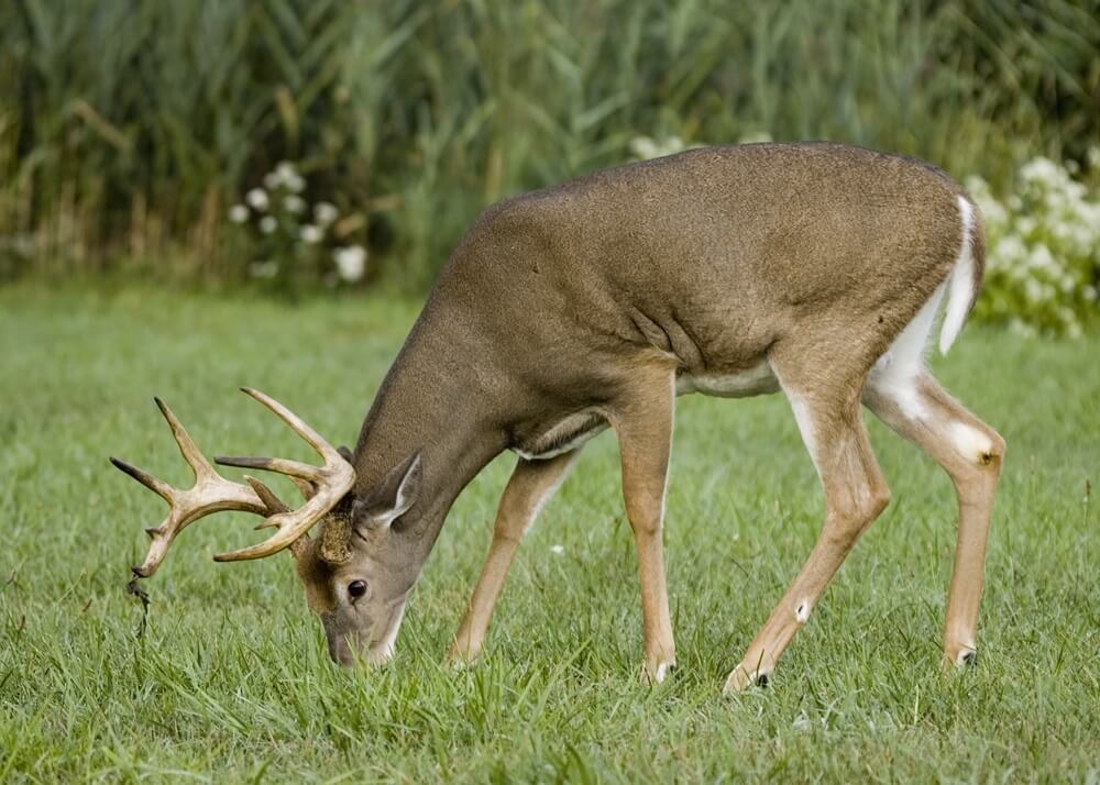 deer in food plot created by land clearing