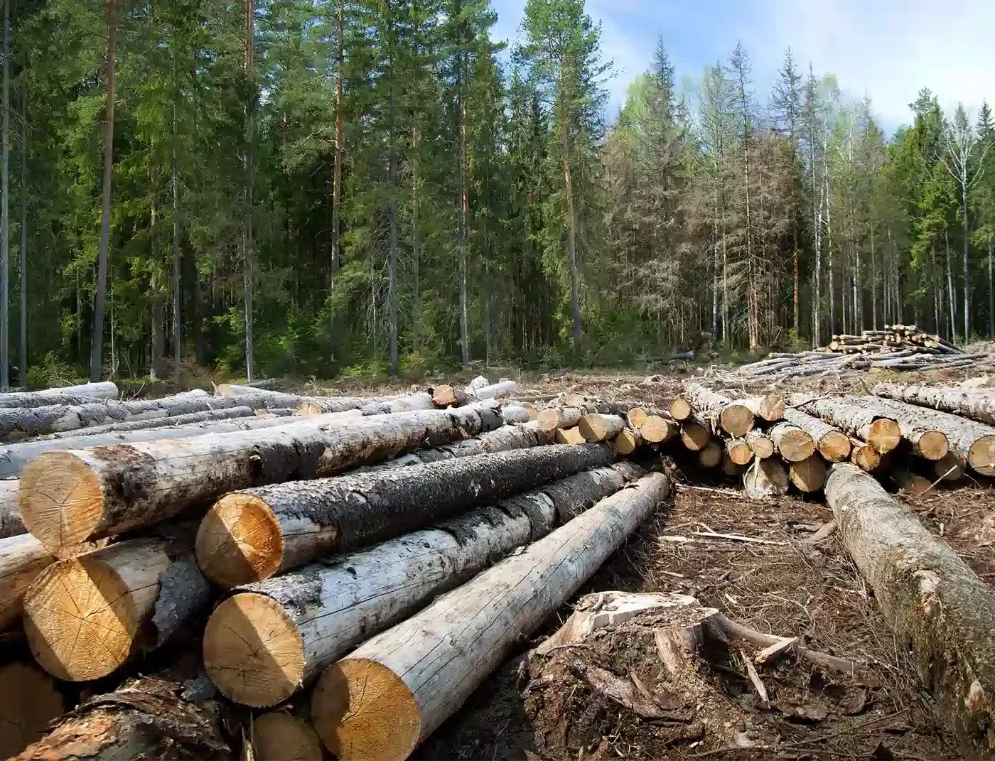 cut trees at forest edge showing land clearing and logging in pa