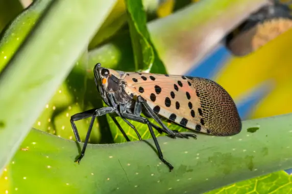 Pests or Disease | Spotted Lantern Fly