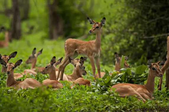 Timber Harvesting for Wildlife