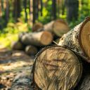 timber harvesting in woods for timber stand improvement